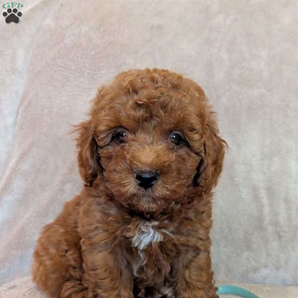 Snowball, Miniature Poodle Puppy